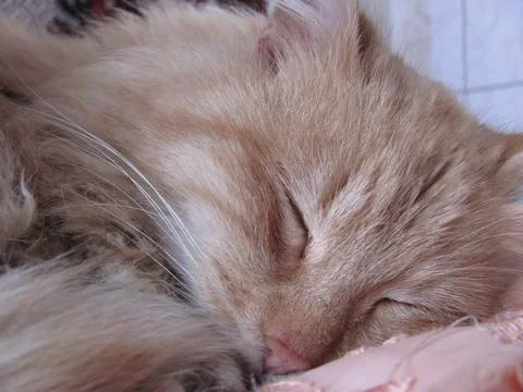 Ginger Cat Sleeping Close Up Portrait Stock Photos