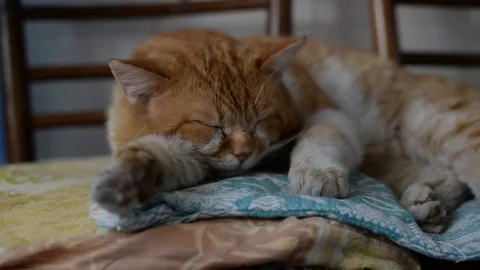 The ginger cat sleeping on couch Stock Footage 128165298