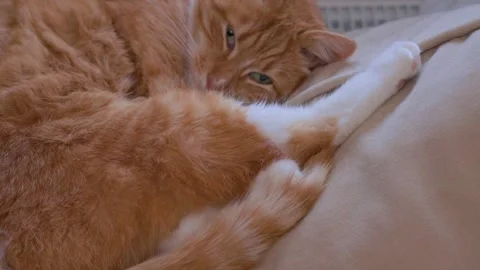 Ginger cat sleeping on cozy sofa near window while Christmas tree is being taken Stock Footage 329229181