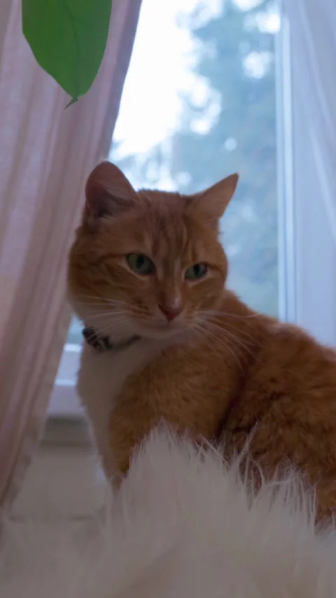 Ginger cat sleeping on cozy sofa near window while Christmas tree is being taken Video stock 329229383