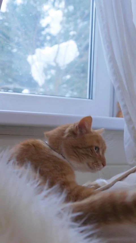Ginger cat sleeping on cozy sofa near window while Christmas tree is being taken Stock Footage 329229389