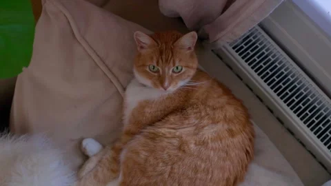 Ginger cat sleeping on cozy sofa near window while Christmas tree is being taken Stock Footage 329229527