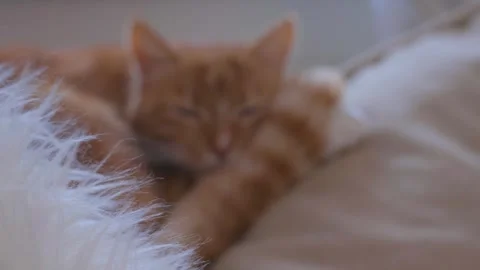 Ginger cat sleeping on cozy sofa near window while Christmas tree is being taken Stock Footage 329229550