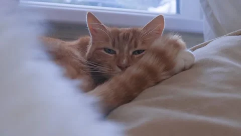 Ginger cat sleeping on cozy sofa near window while Christmas tree is being taken Stock Footage 329229555