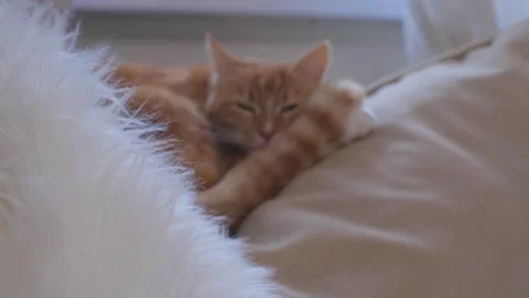 Ginger cat sleeping on cozy sofa near window while Christmas tree is being taken Stock Footage 329229558