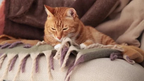 Ginger cat sleeping curled on sofa blanket Stock Footage 317559979