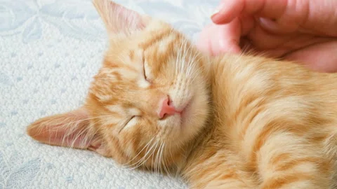 Ginger cat is sleeping Video stock 94149051