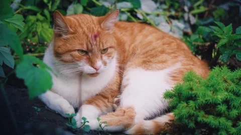 Ginger cat sleeping garden plants. Stock Footage 305290938