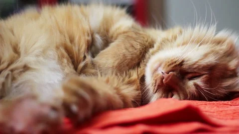 Ginger Cat Sleeping On Orange Blanket Stock Footage 98973786