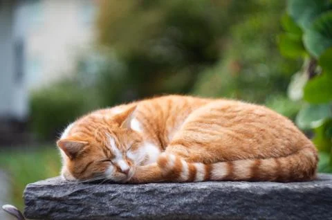 Ginger cat sleeping outside Fotos de archivo