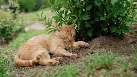 Ginger cat sleeping in the park Stock Footage 131334935
