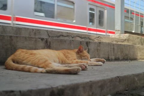 Ginger Cat Sleeping by Passing Train Stock Photos