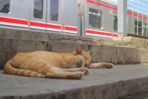 Ginger Cat Sleeping by Passing Train Stock Photos