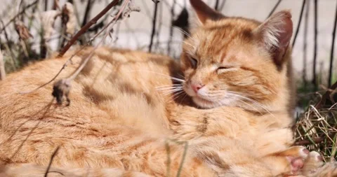 Ginger cat sleeping peacefully in the sun Stock Footage 292304027