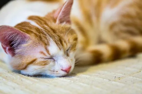 Ginger cat is sleeping Stock Photos