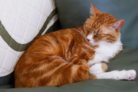 Ginger cat sleeping Stock Photos