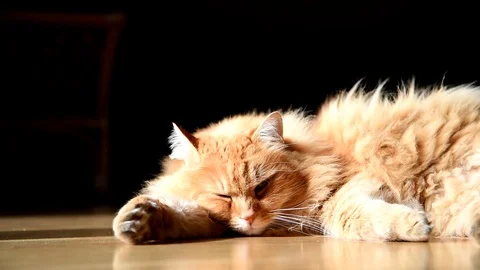 Ginger cat sleeping in the room. Stock-Footage 86573704