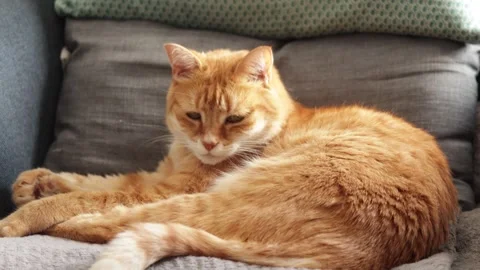 Ginger cat sleeping on a sofa Stock Footage 345679198