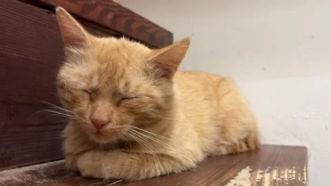 Ginger Cat Sleeping on Stairs Stock Footage 278081702
