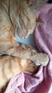 The ginger cat sleeping on towel, flat lay Stock Photos