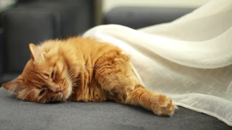 Ginger Cat Sleeping Under Curtain Stock-Footage 96247384