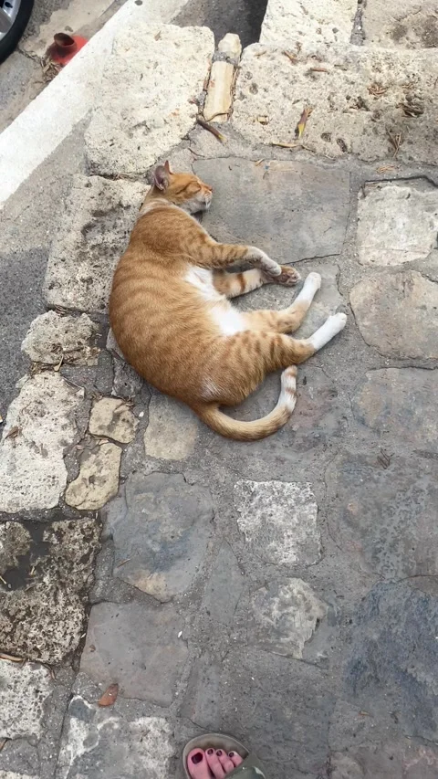 Ginger cat sleeping on the walkway outside. Vertical video Video stock 286229514