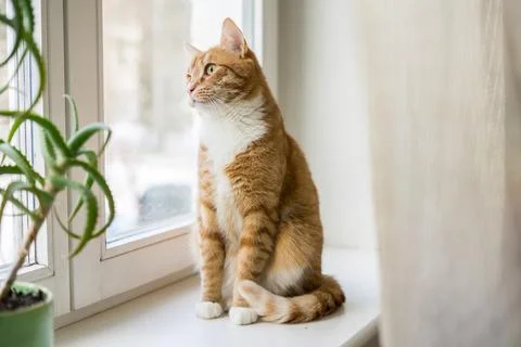 Ginger cat sleeps in funny pose. Baby cat sleeping in bed. Stock Photos
