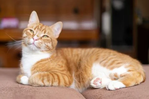 Ginger cat sleeps in funny pose. Baby cat sleeping in bed. Stock Photos