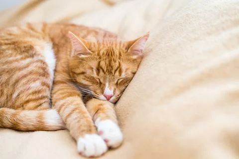 Ginger cat sleeps in funny pose. Baby cat sleeping in bed. Stock Photos
