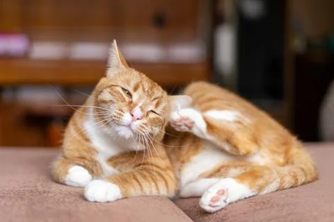 Ginger cat sleeps in funny pose. Baby cat sleeping in bed. Stock Photos
