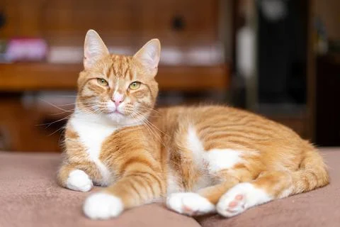 Ginger cat sleeps in funny pose. Baby cat sleeping in bed. Stock Photos