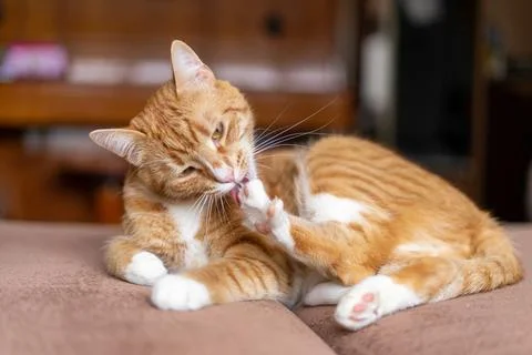 Ginger cat sleeps in funny pose. Baby cat sleeping in bed. Stock Photos