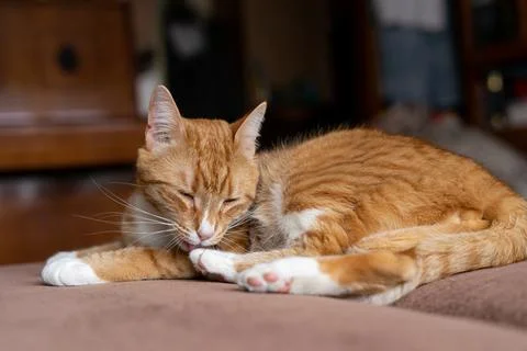 Ginger cat sleeps in funny pose. Baby cat sleeping in bed. Stock Photos