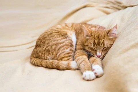 Ginger cat sleeps in funny pose. Baby cat sleeping in bed. Stock Photos
