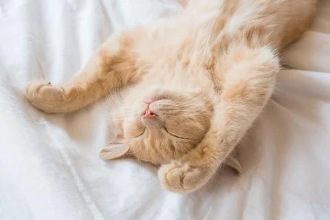 Ginger cat sleeps on his back on a soft white blanket, cozy home and vacati.. Stock Photos