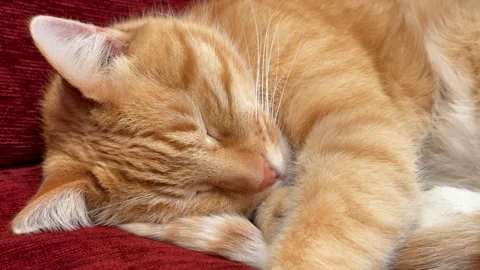 A ginger cat sleeps on a sofa. Vidéo 345121092