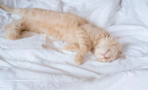Ginger cat sleeps on a white blanket, cozy home and vacation concept, cute .. Stock Photos