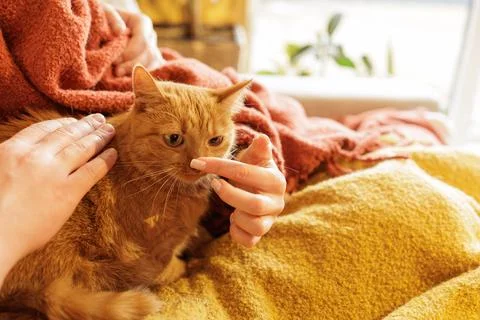 Ginger cat sniffing finger while being petted close up home pet interaction.. Stock Photos