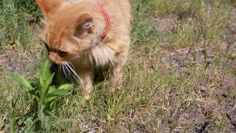 Ginger Cat Sniffing Grass Stock Footage 293197265