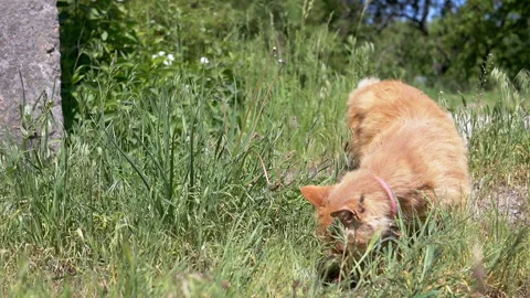 Ginger Cat Sniffing Grass Stock Footage 293198259