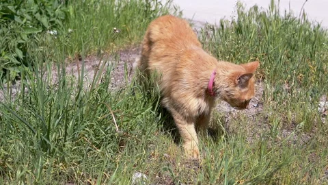 Ginger Cat Sniffing in Grass Stock Footage 293204024