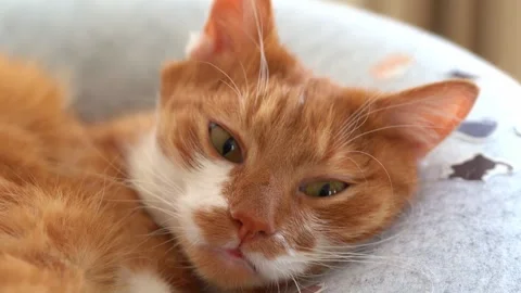 A ginger cat sniffs the air while lying on a bed at home. Domestic cat behavior, Stock Footage 339026934