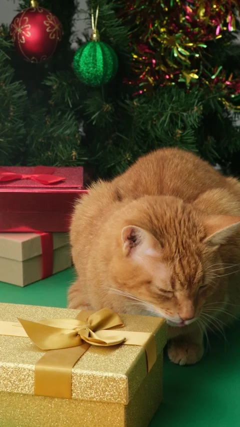 Ginger cat sniffs the gift box and rubs its muzzle against it in Christmas Stock Footage 294797414