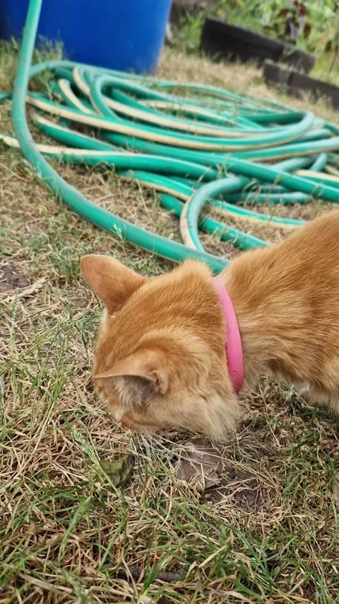 Ginger Cat Sniffs Ground in Grassy Yard Stock-Footage 318356094