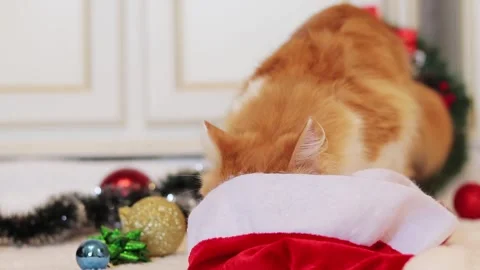 A ginger cat sniffs Santa's hat Stock Footage 250227852