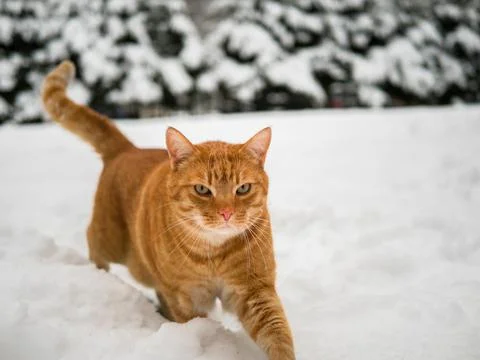 Ginger Cat in snow Foto stock