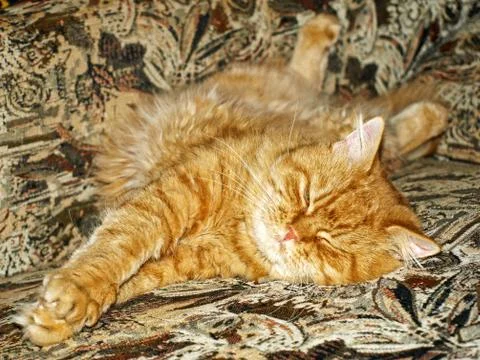Ginger cat on sofa. Stock Photos