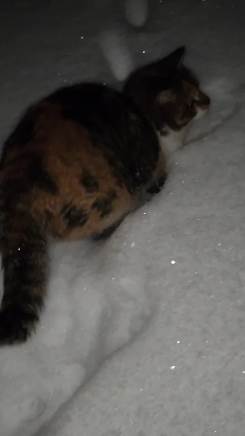A ginger cat with spots walks and frolics in a winter park in the evening in the Видео 325674817