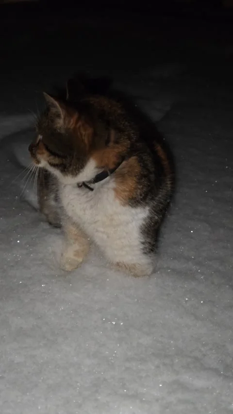 A ginger cat with spots walks in a winter park in the evening Stock Footage 325674805