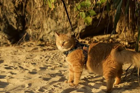 Ginger Cat Standing on the Beach. Stock Photos